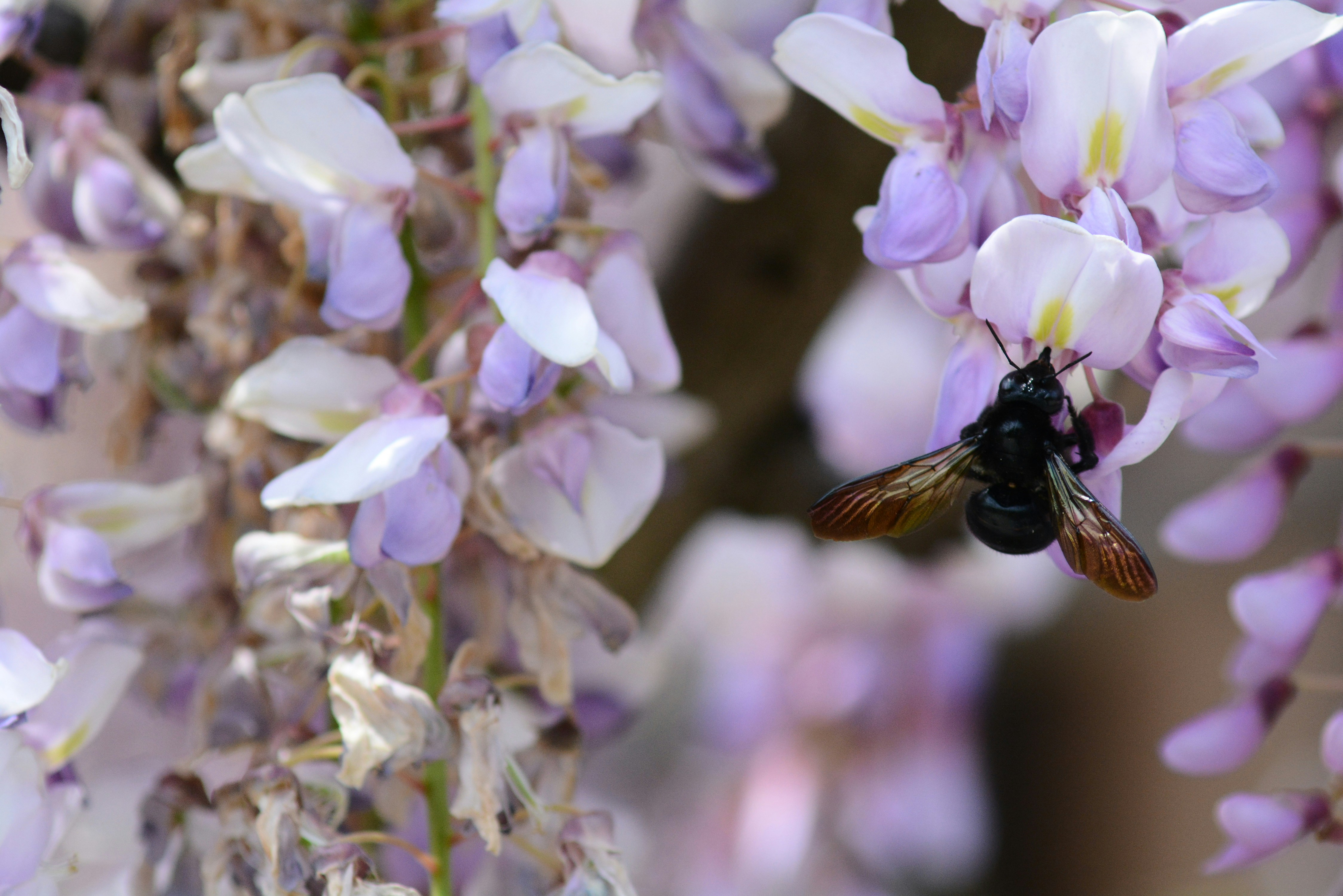 Photo by adriansiaril