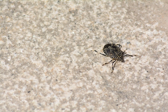 a black and brown bug