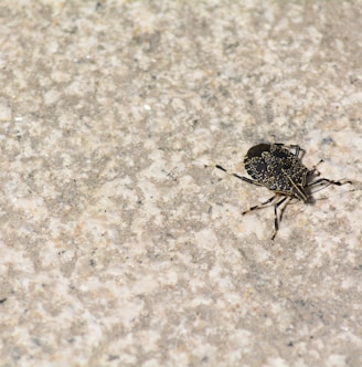 a black and brown bug