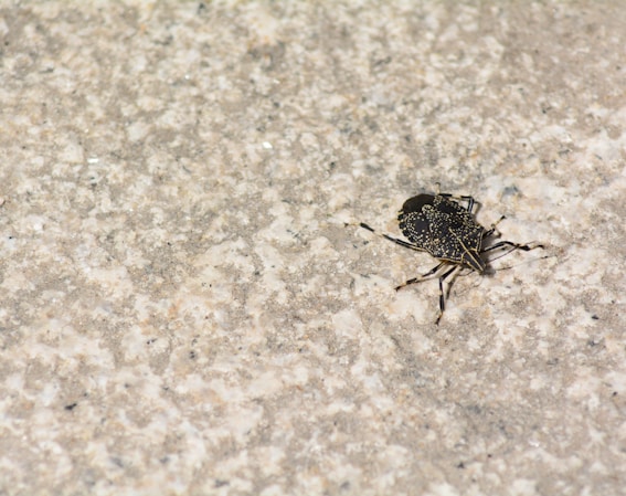 a black and brown bug