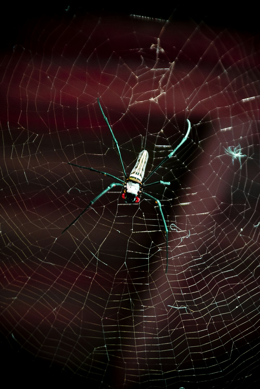 a large spider in a web