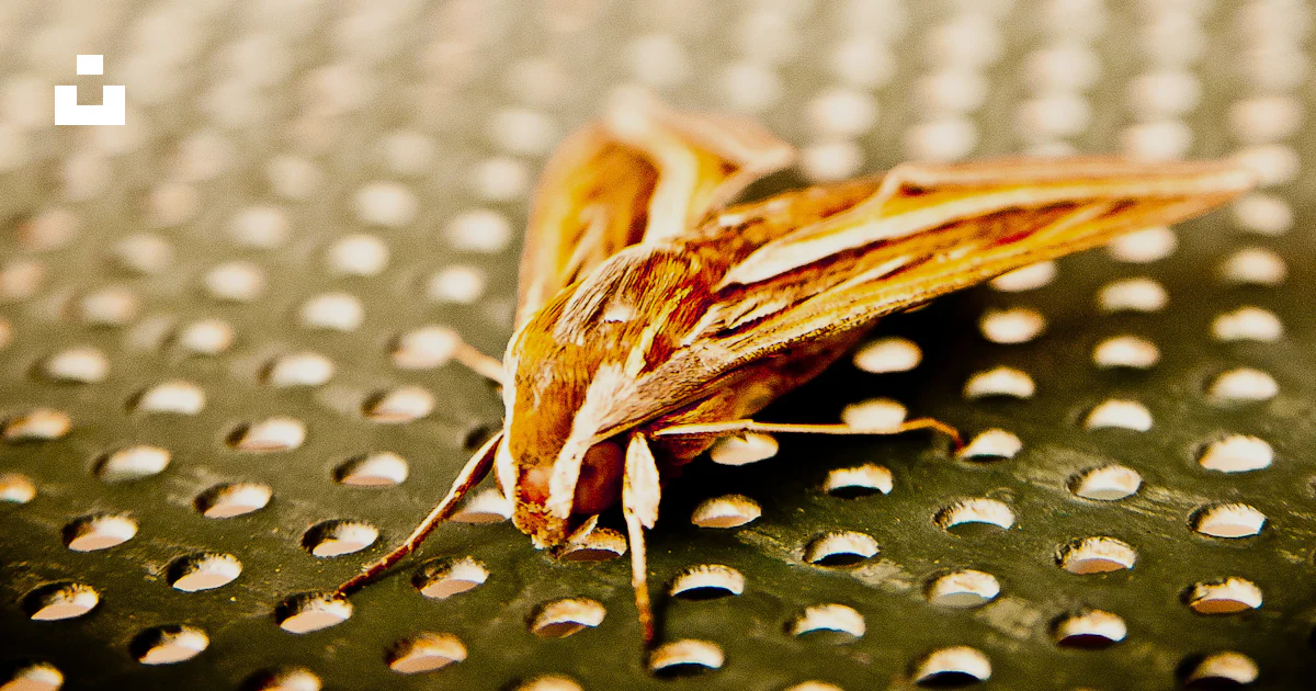 Beige Insects A close up of a bug photo – Free Beige Image on Unsplash