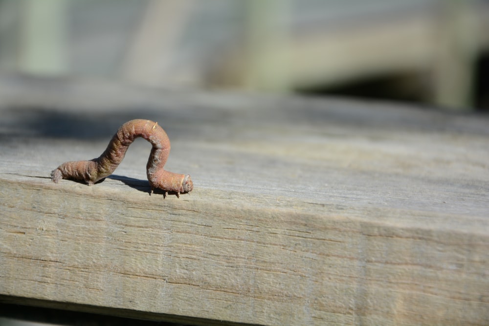 a snail on a wood surface