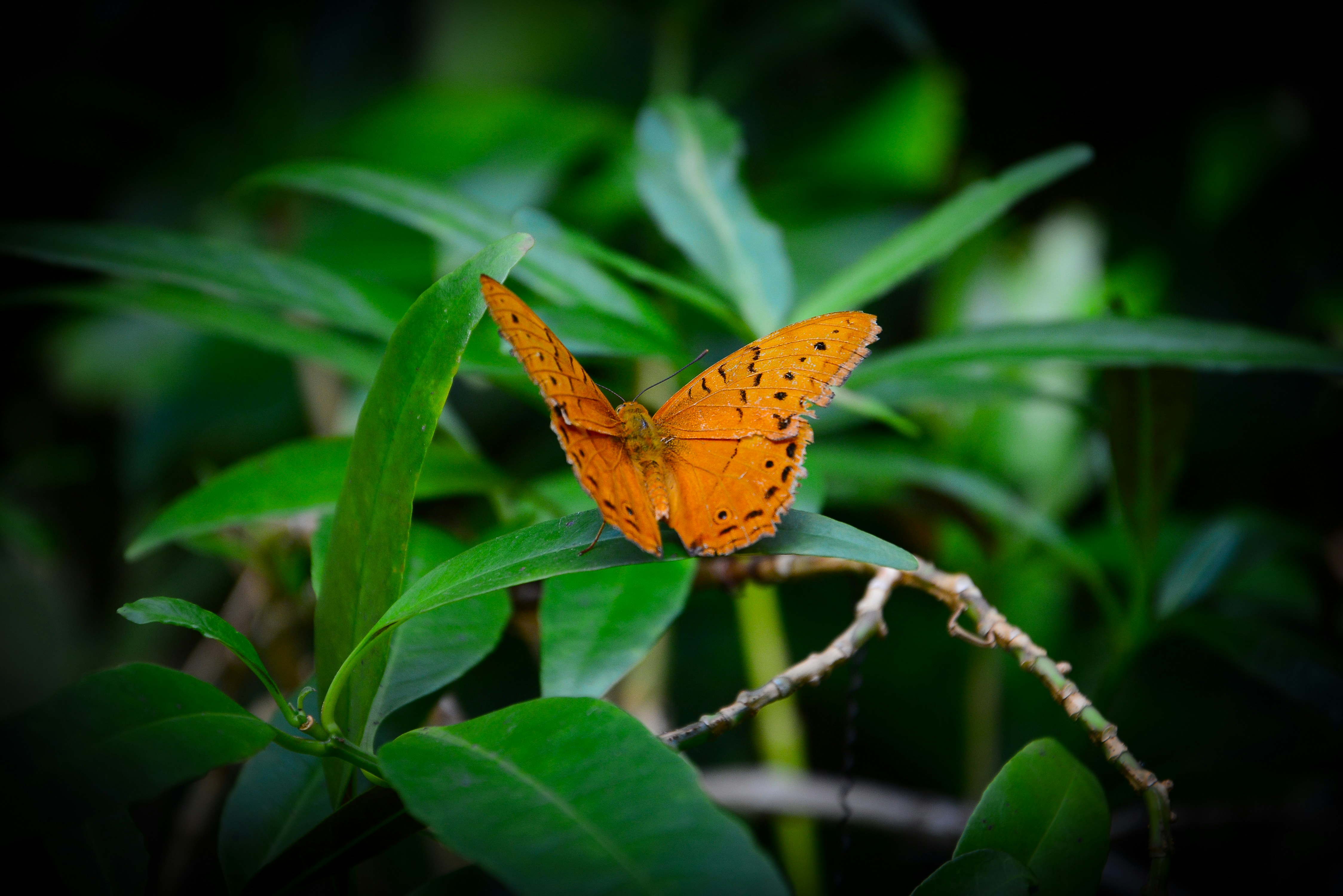 Photo by adriansiaril