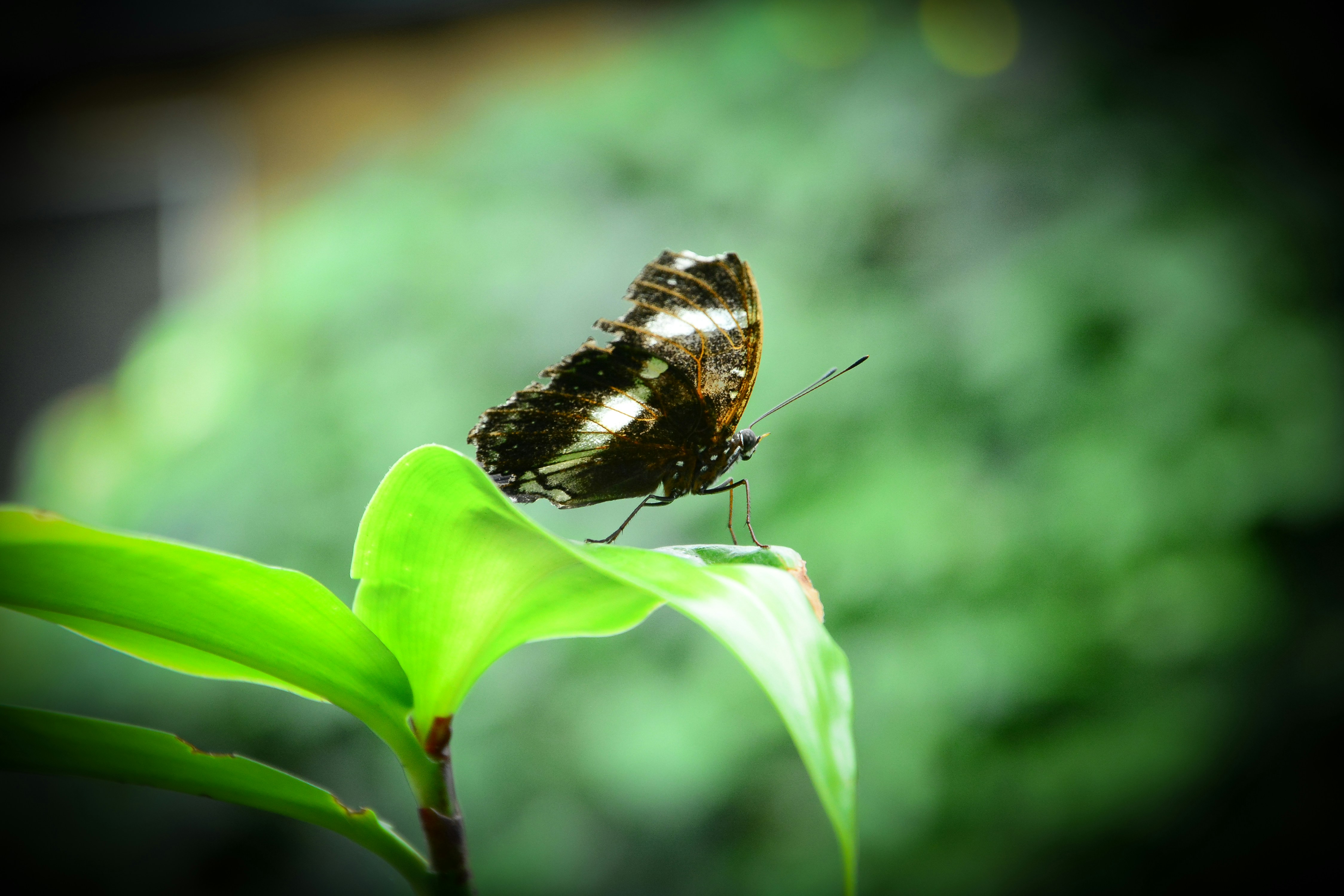 Un papillon sur une feuille photo Photo Papillon Gratuite sur Unsplash