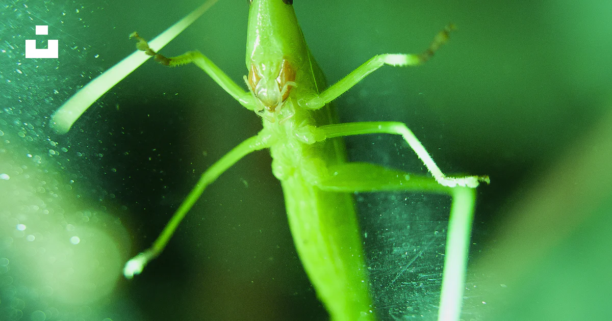 A green insect with a long tail photo – Free Bugs Image on Unsplash