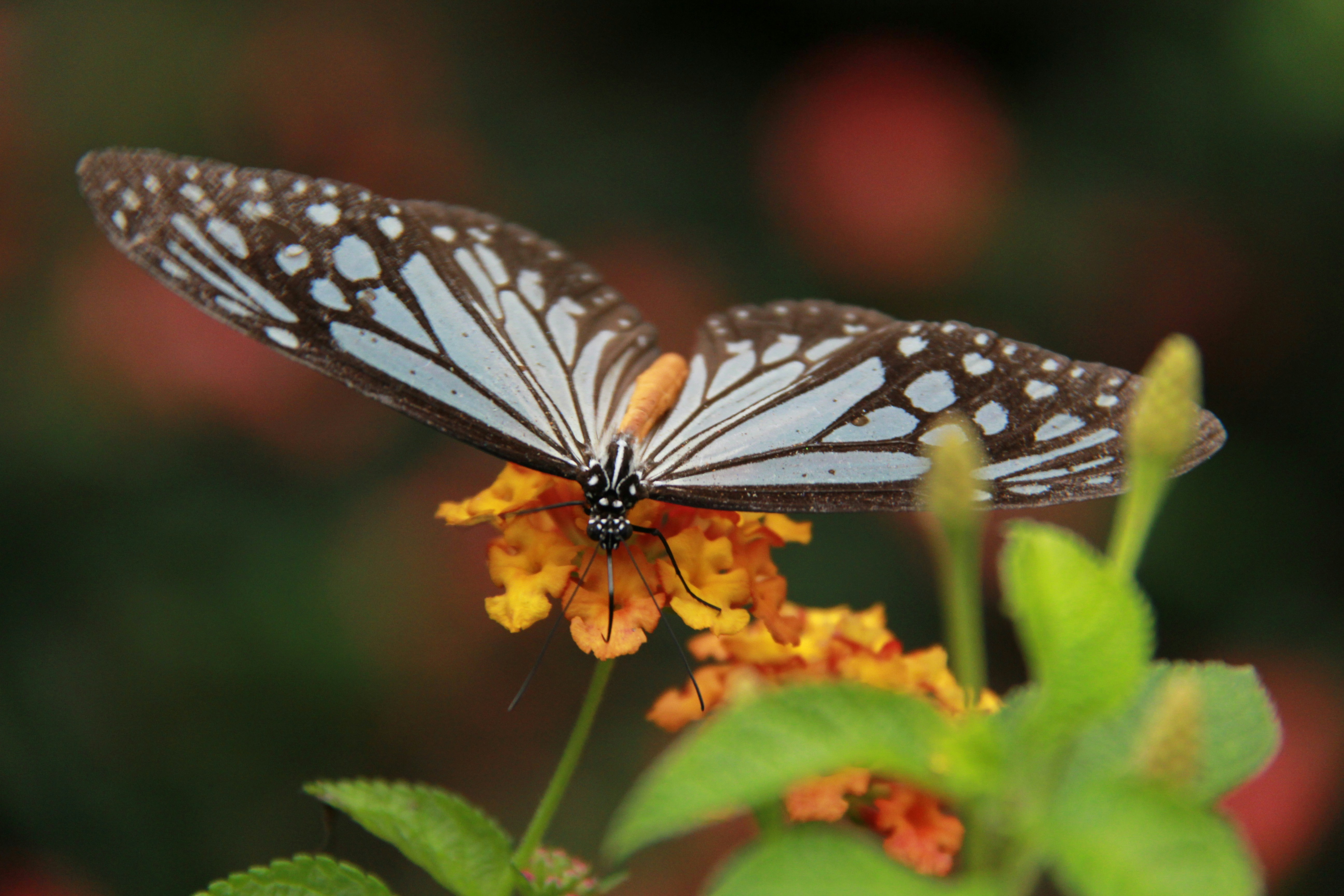 Photo by adriansiaril