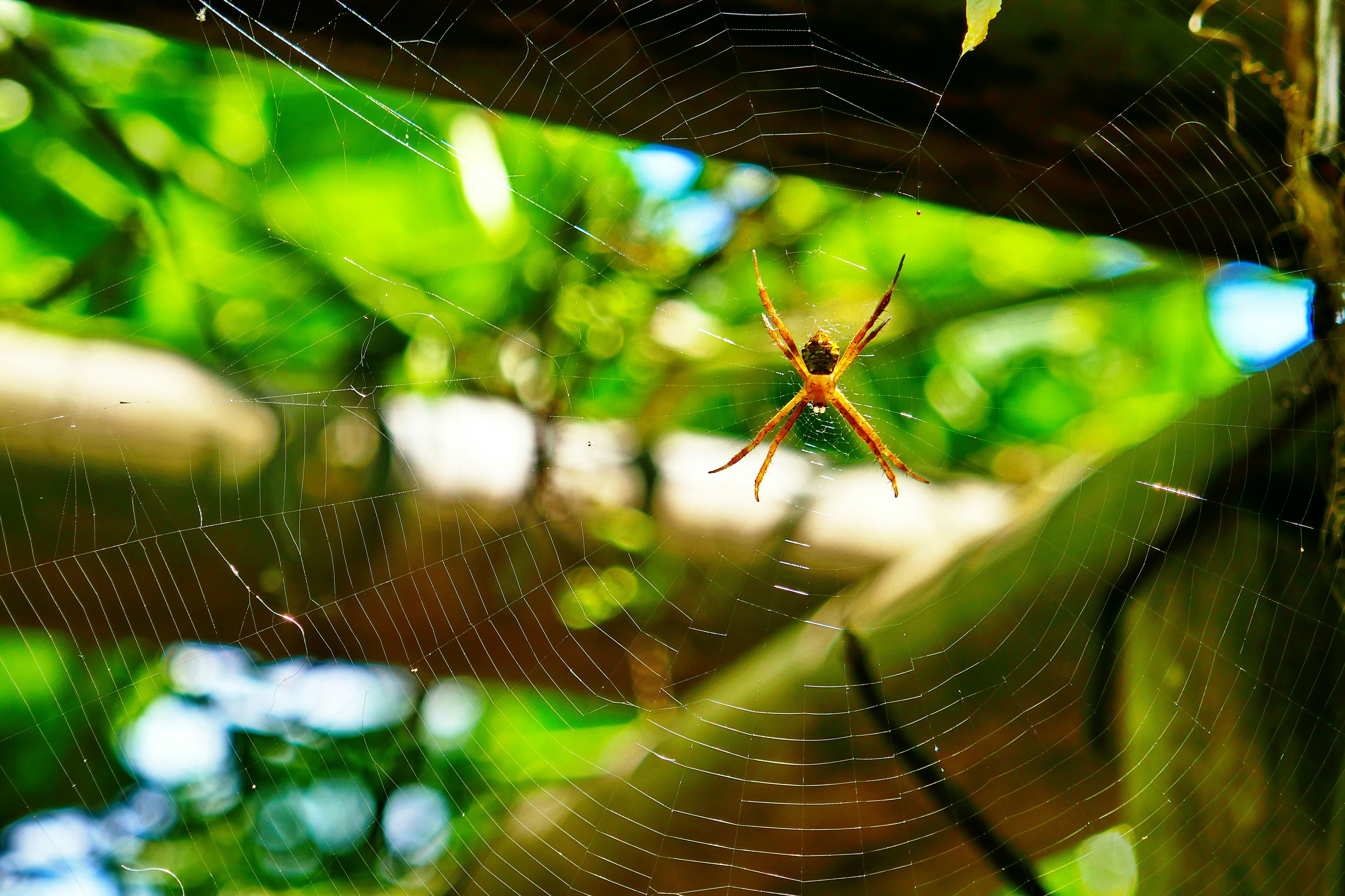 Photo by adriansiaril