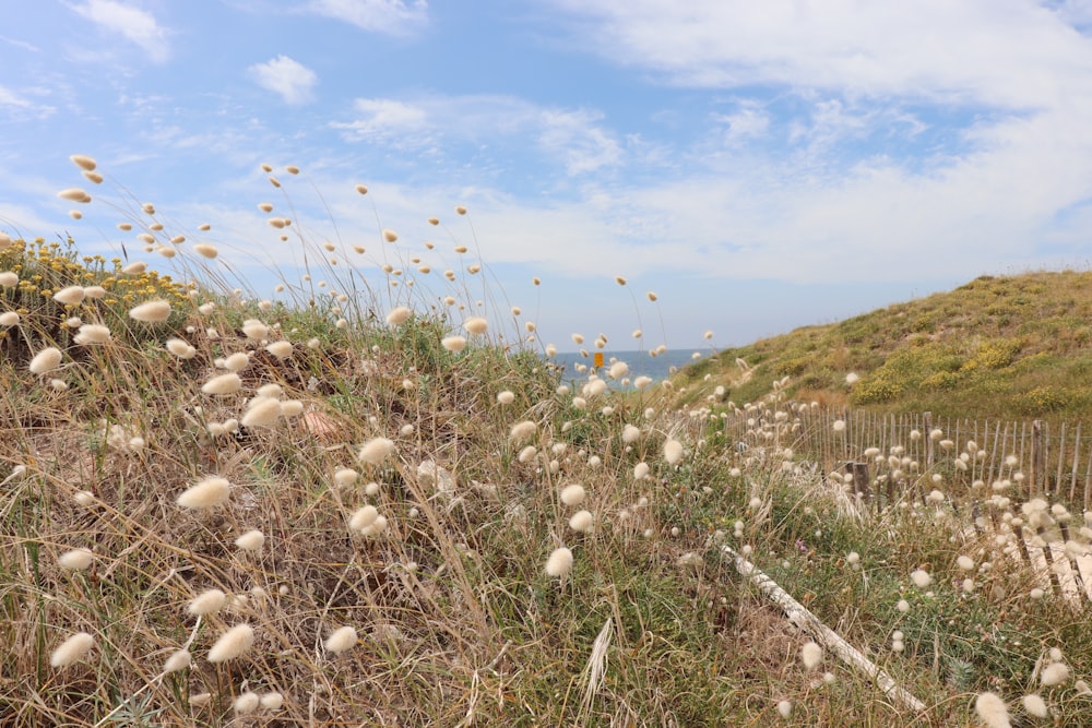 a field of dandelions