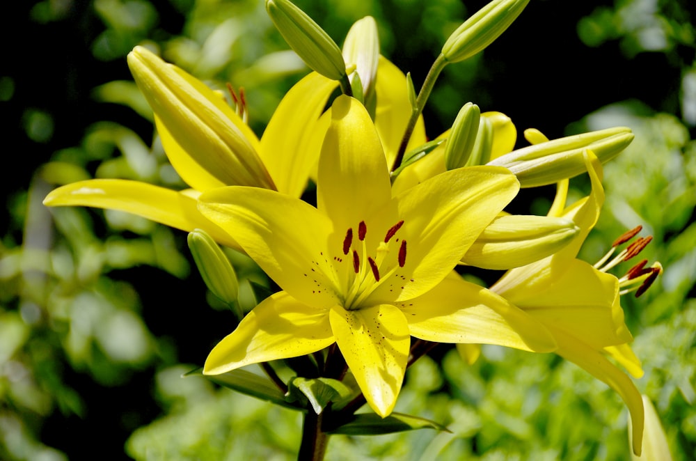 a yellow flower with a red bug on it