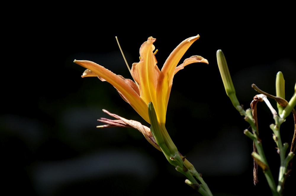 a close up of a flower