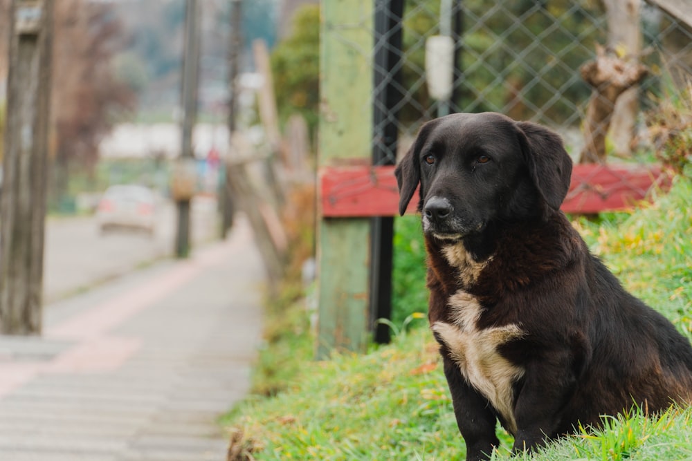 a dog sitting on grass