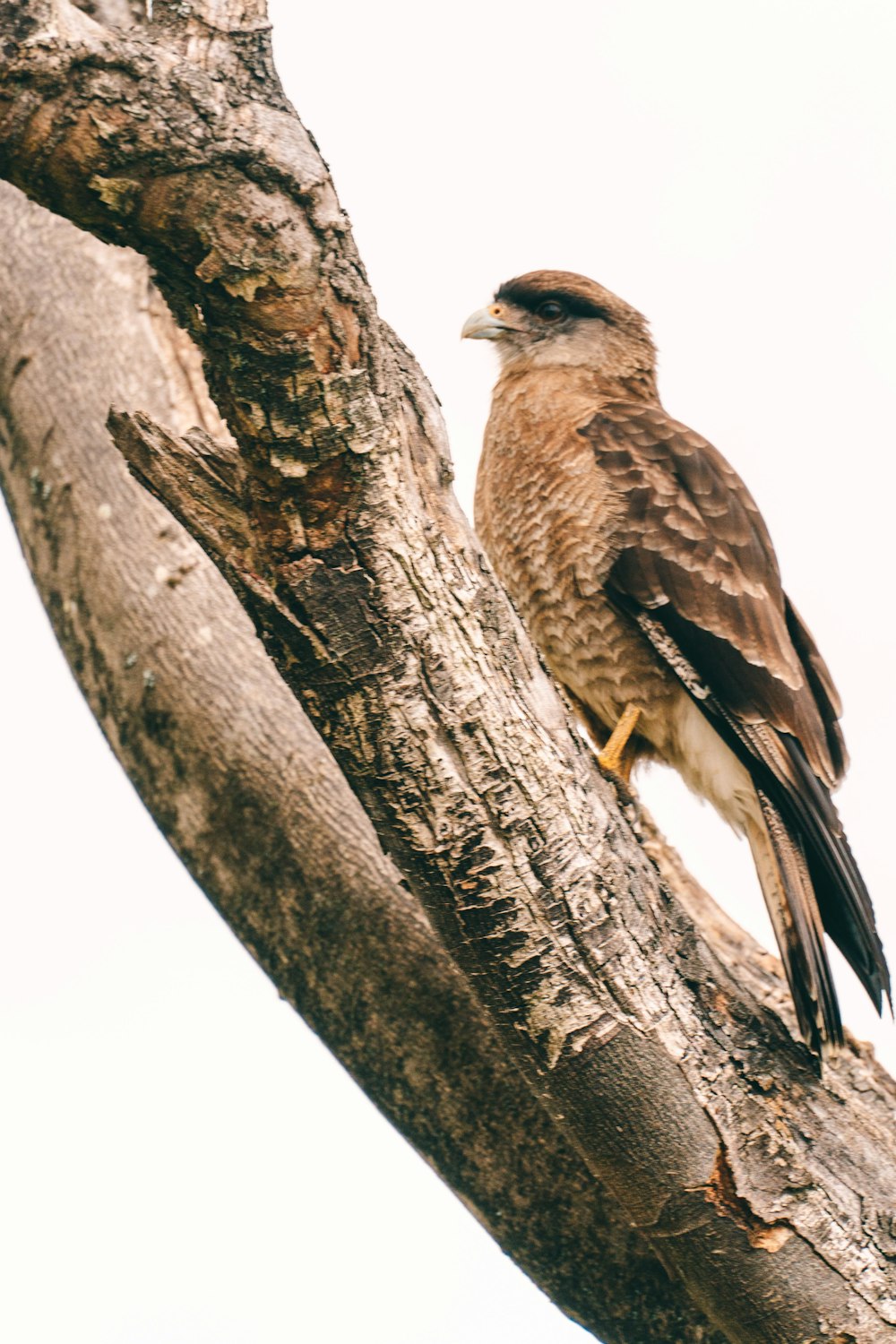 a bird perched on a tree