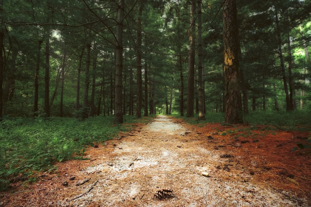 a path in a forest