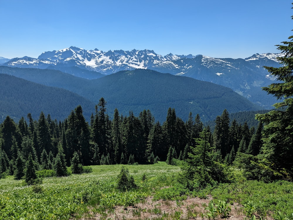 a forest of trees and mountains