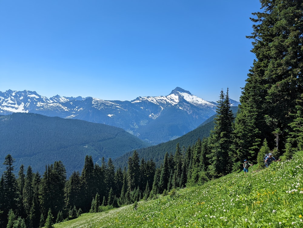 a grassy hill with trees and mountains in the background