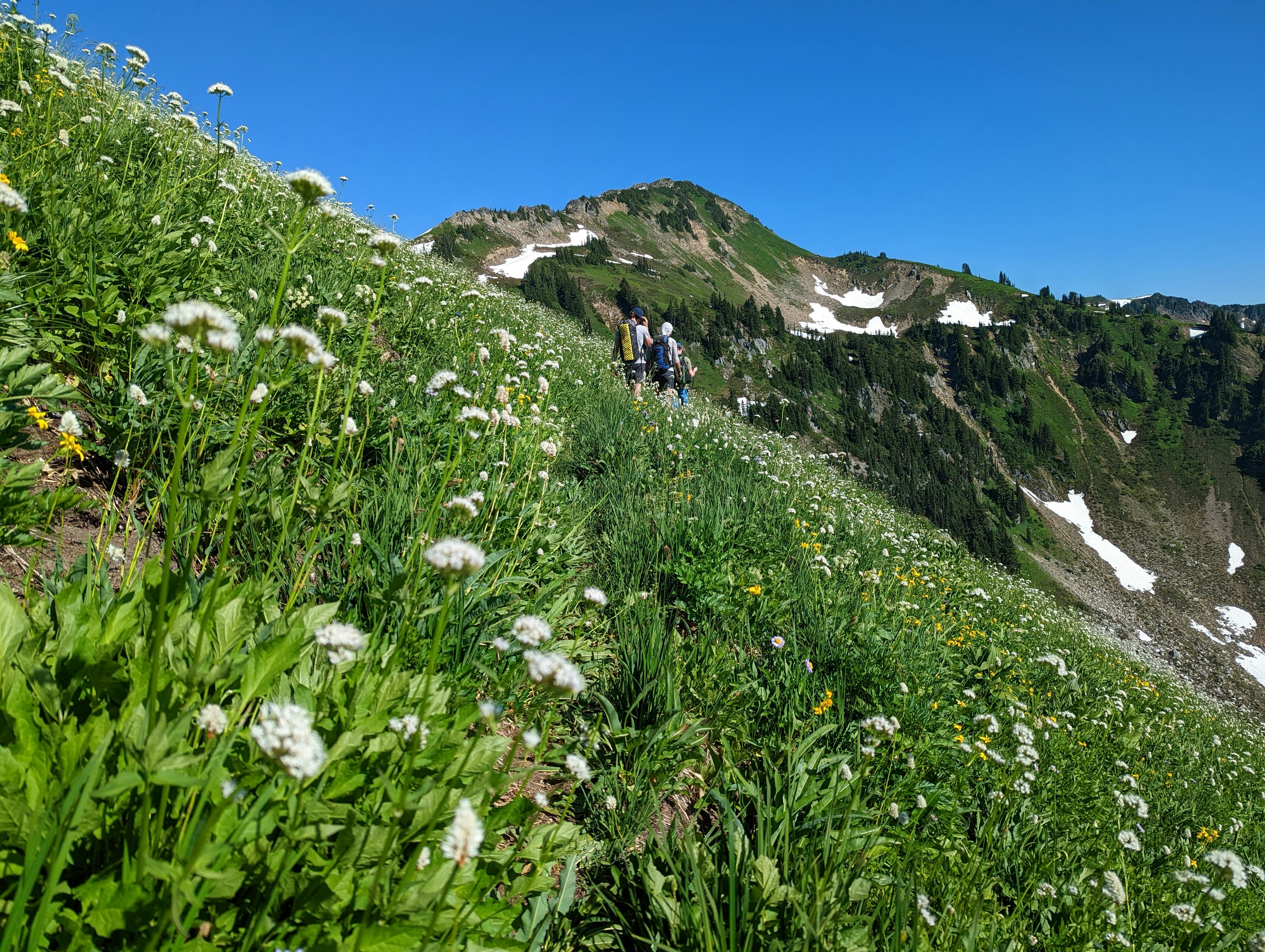 a group of people walking on a trail in a grassy area