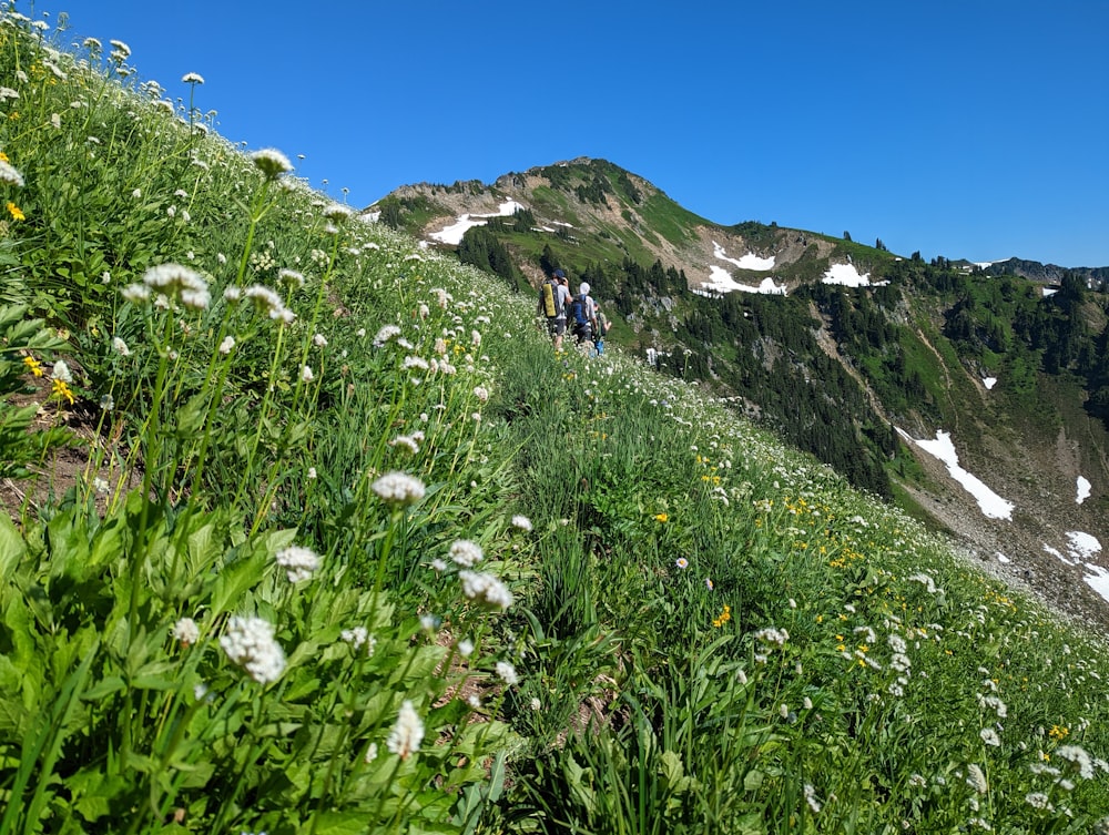 a group of people walking on a trail in a grassy area
