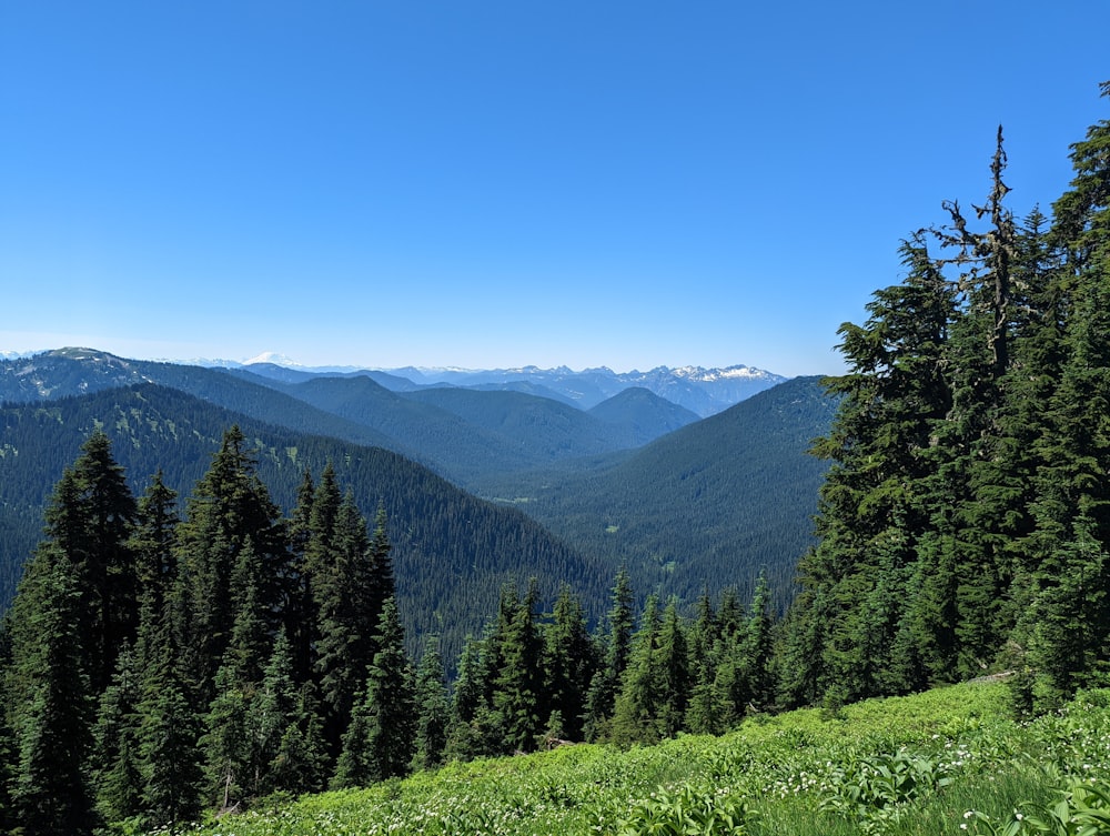 a forest of trees on a mountain