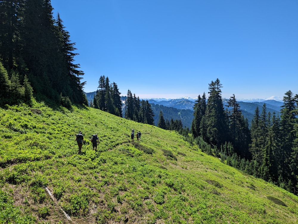a group of people walking up a hill with trees on it