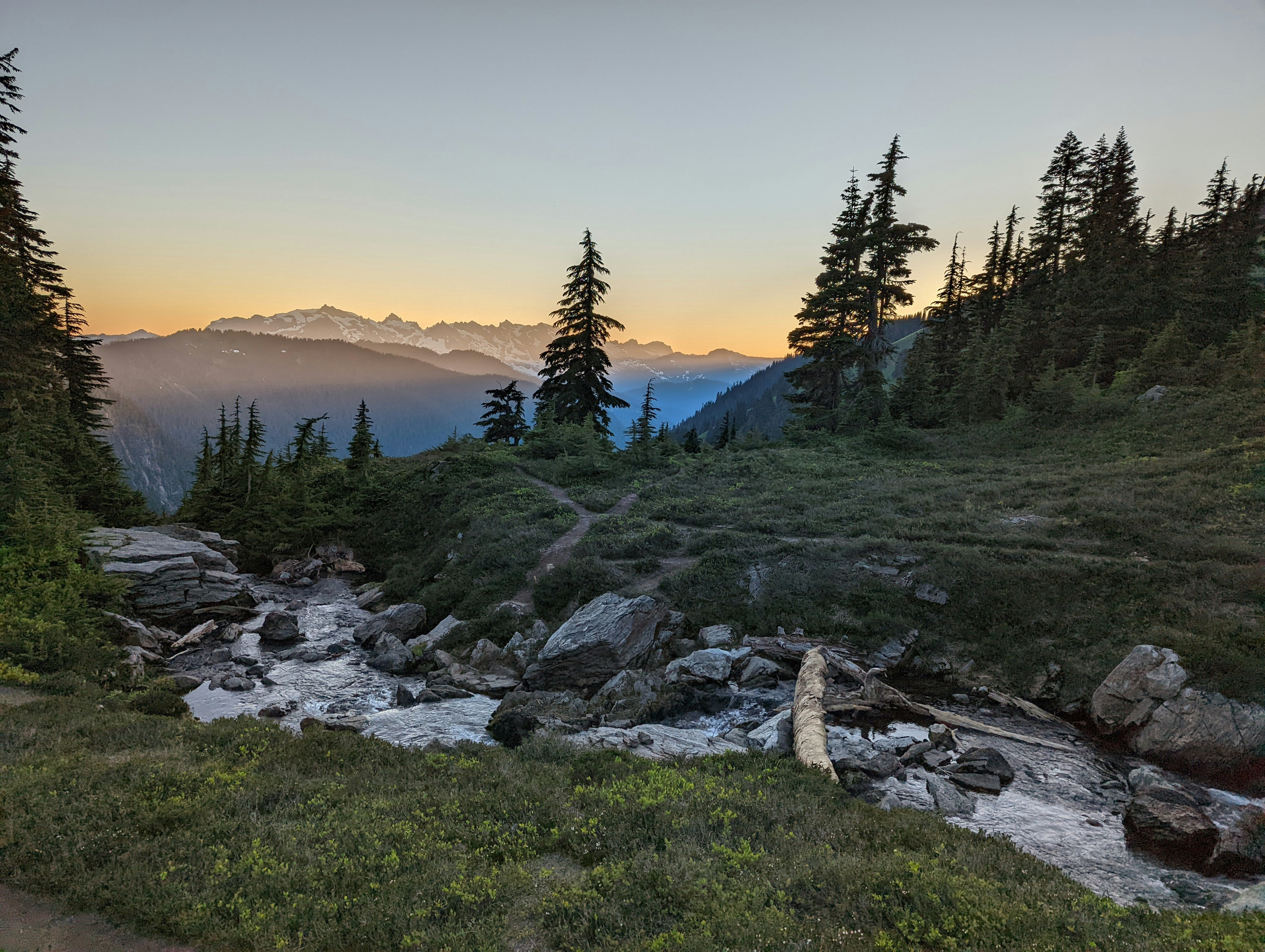 a river running through a forest