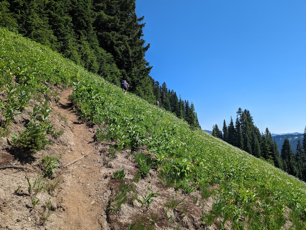 a group of people hiking up a hill