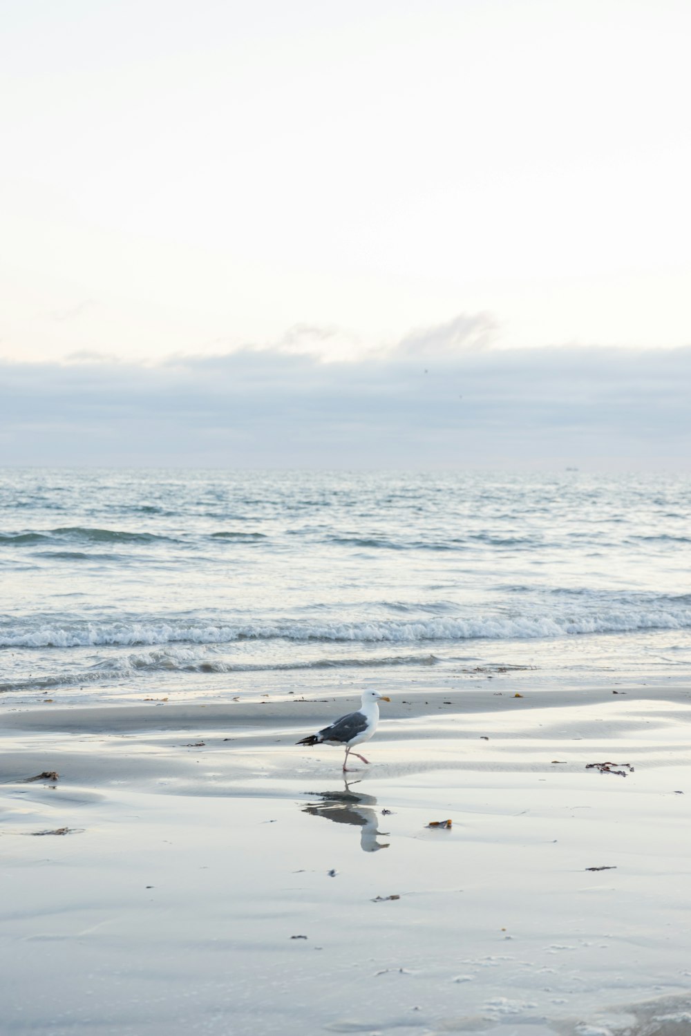 a bird walking on the beach