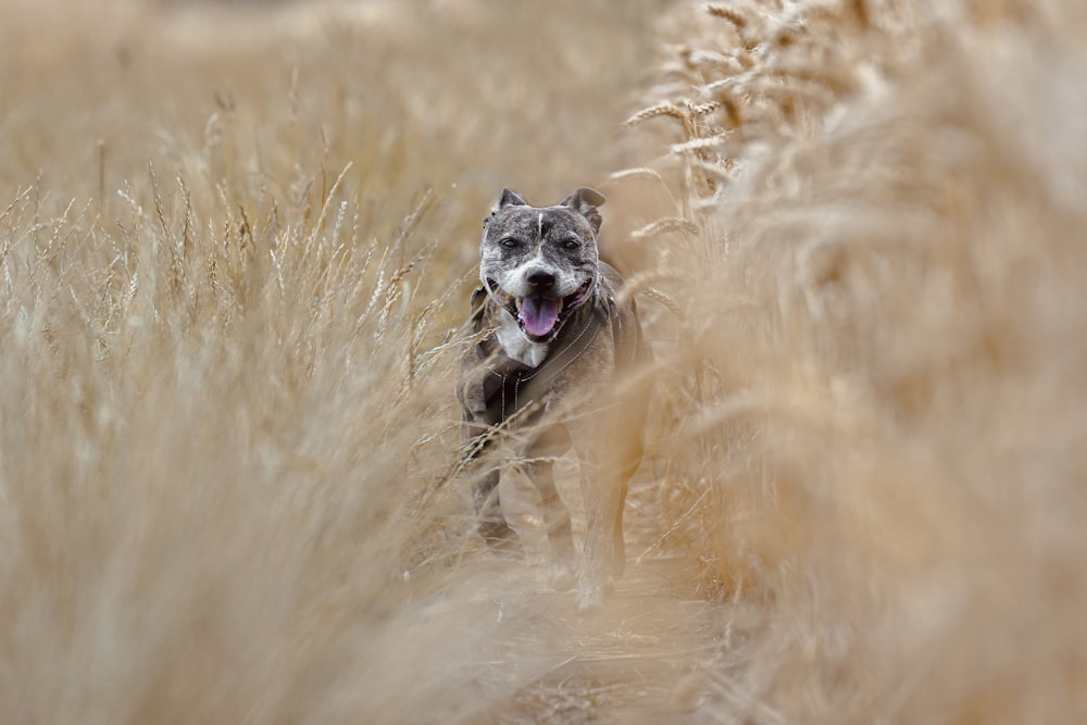a dog running through tall grass