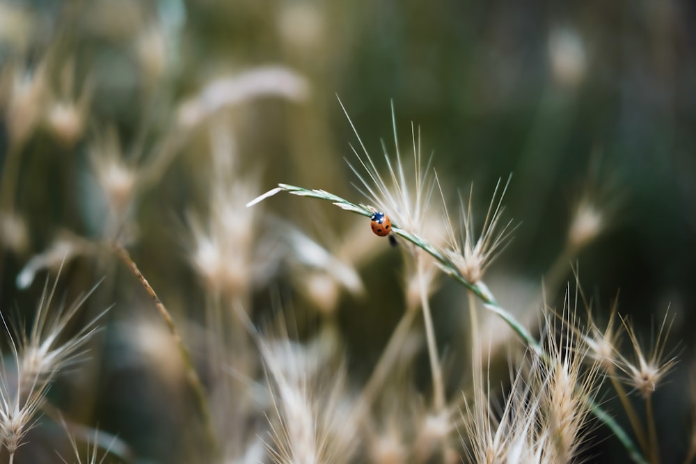 a bug on a plant