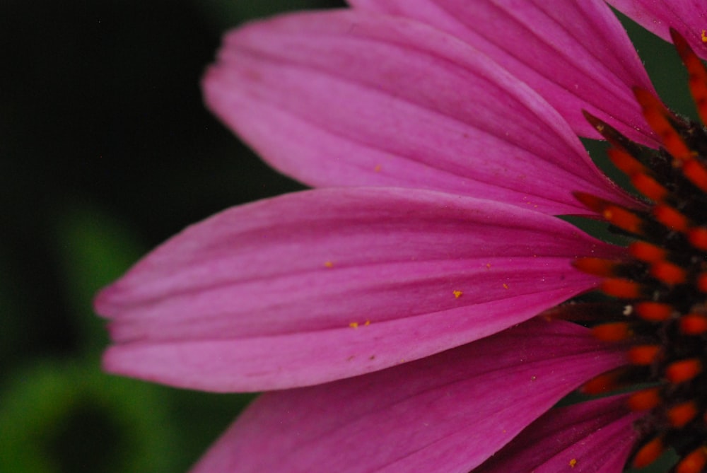 a close up of a flower