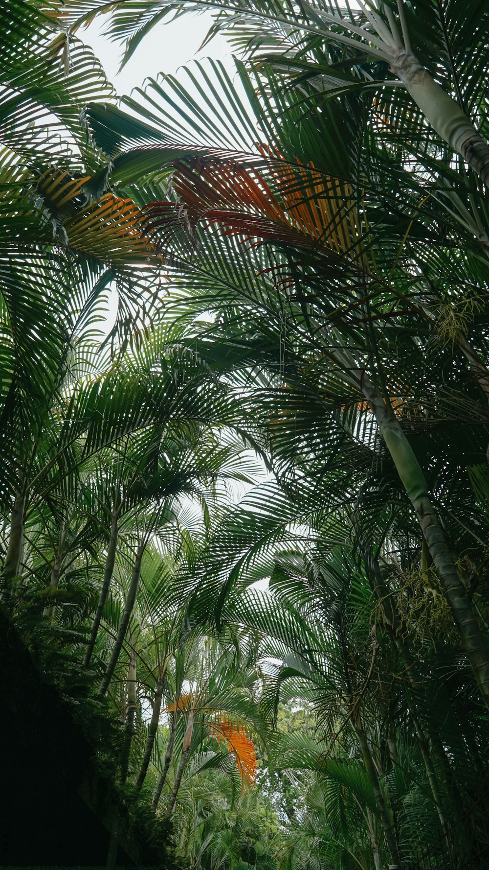 a group of fish in a tree