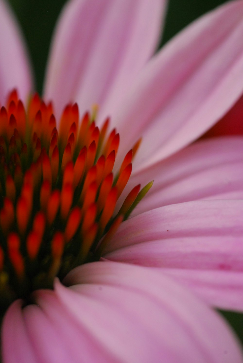 a close up of a flower