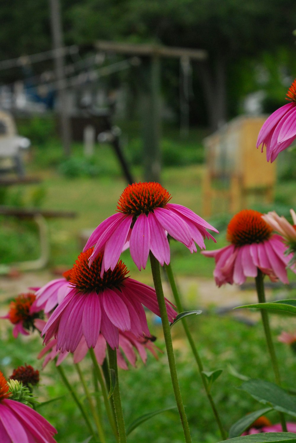 a group of flowers