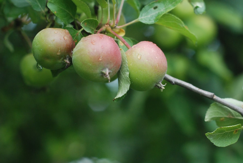 a group of apples on a tree