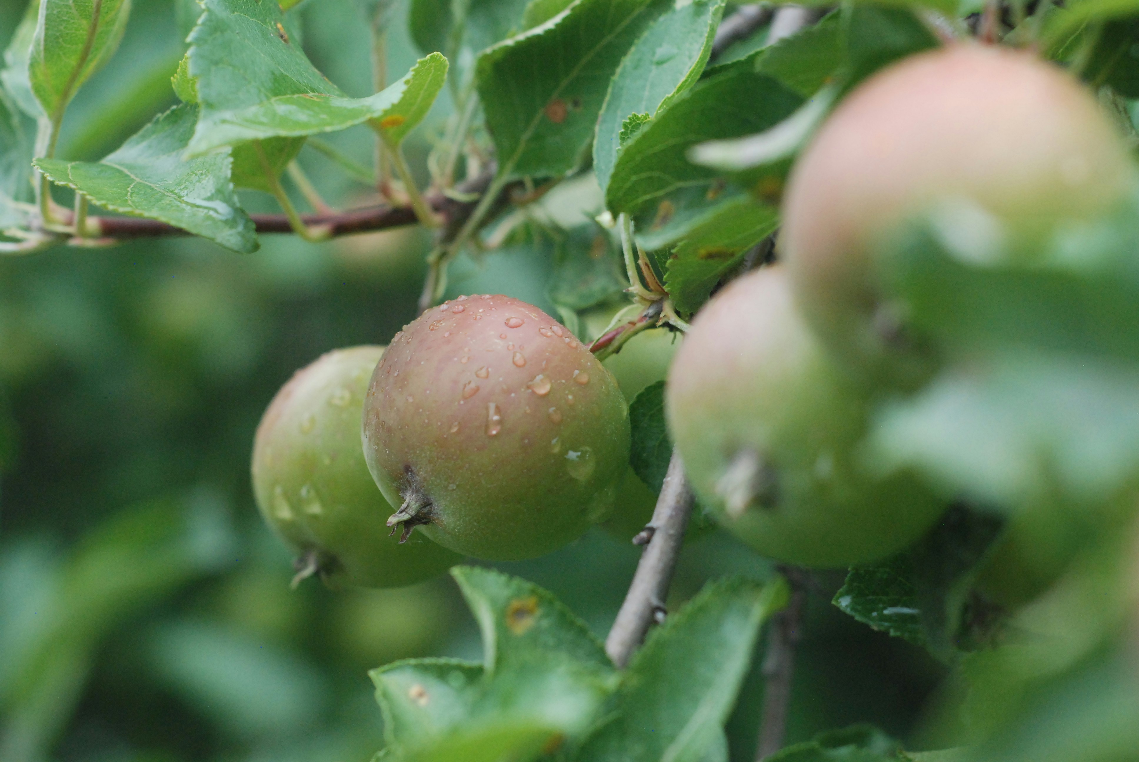 a close up of some fruit
