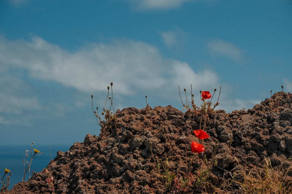 red flowers on a rocky hill