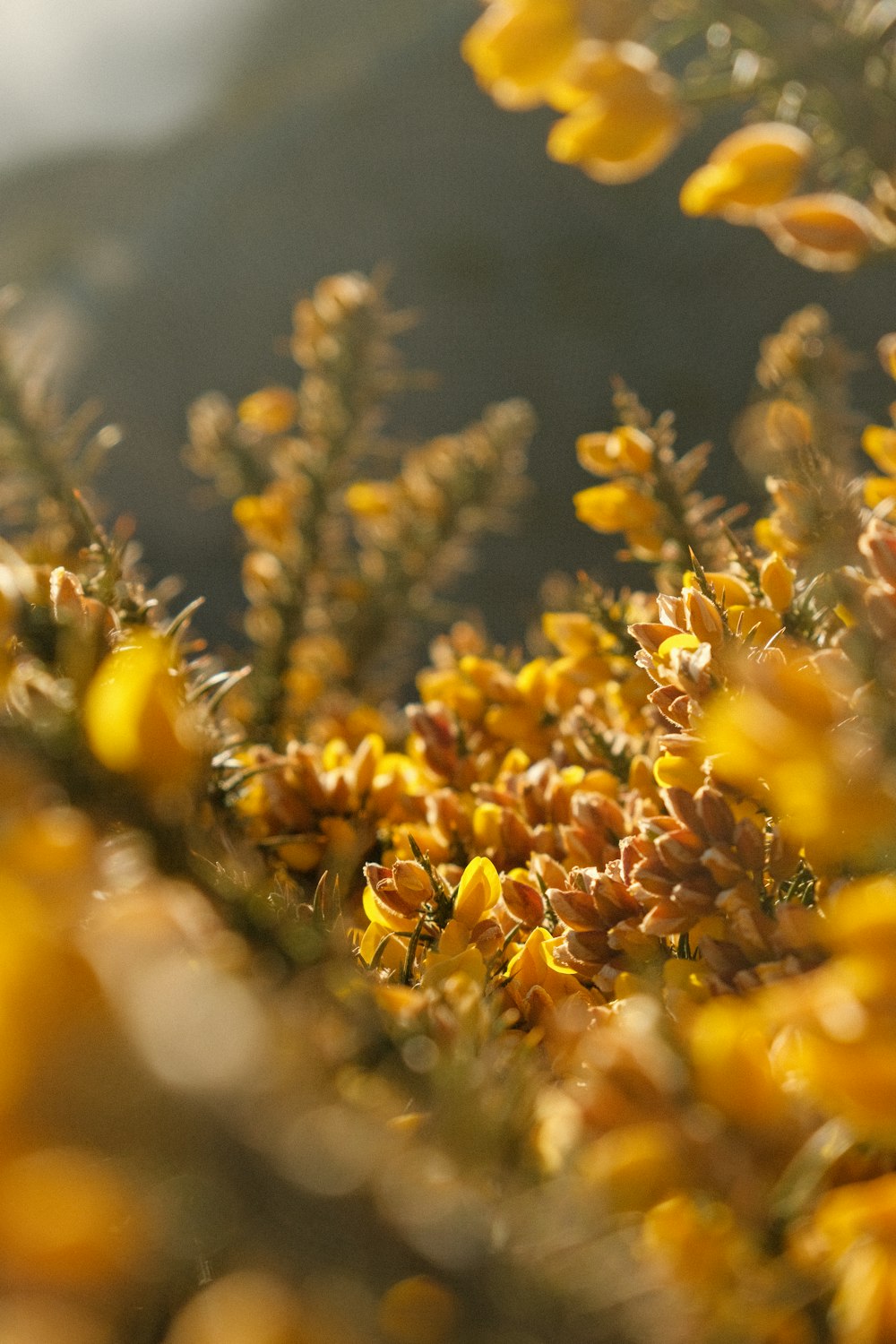 a close up of a plant