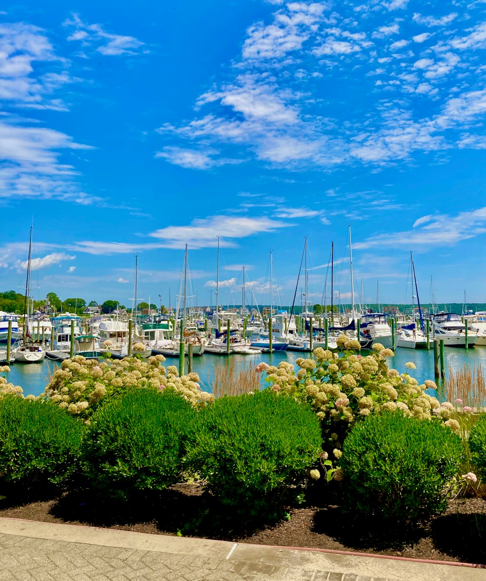 a marina full of boats