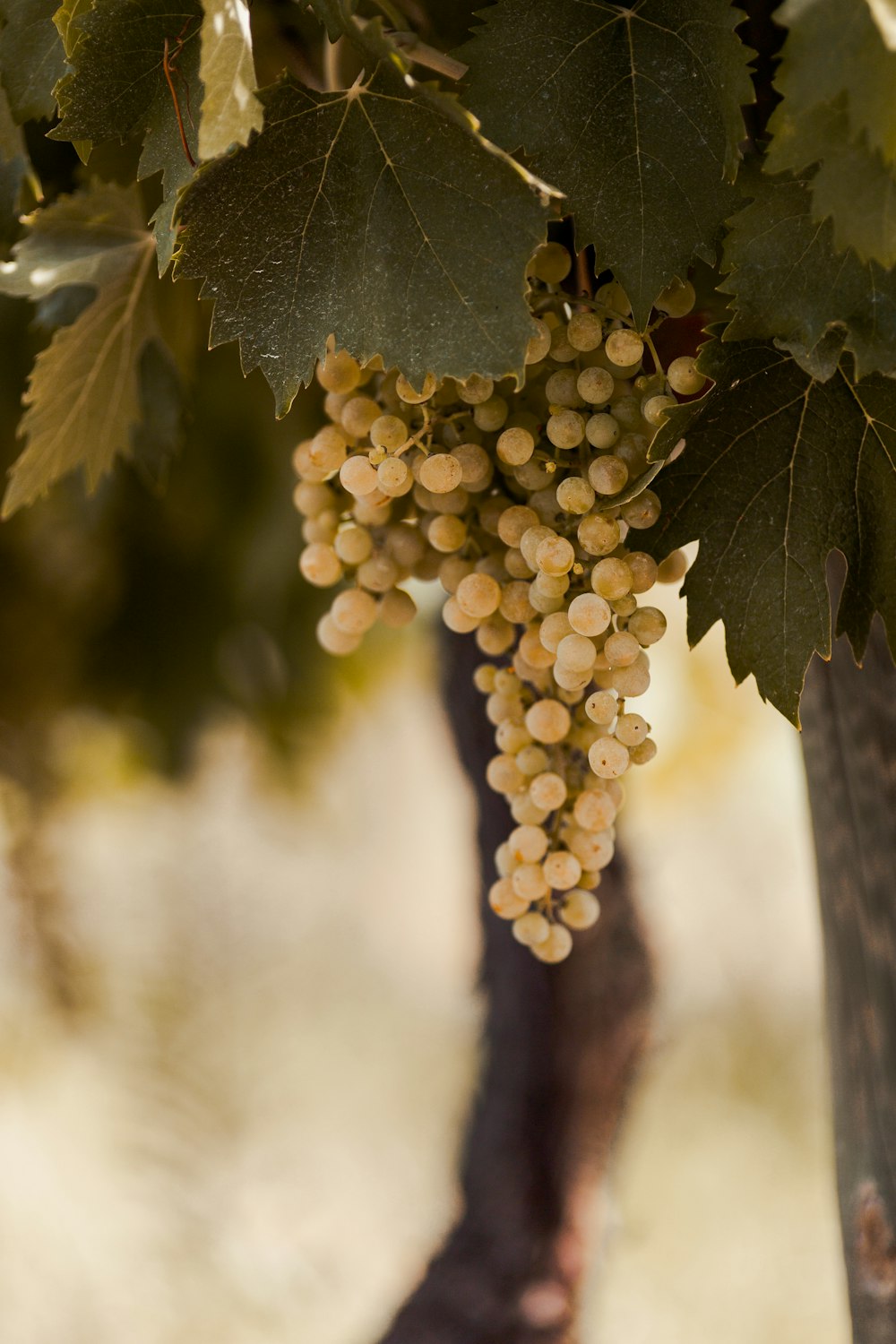 a bunch of white grapes on a tree