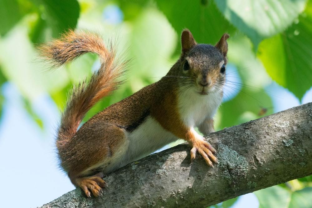 a squirrel on a tree branch