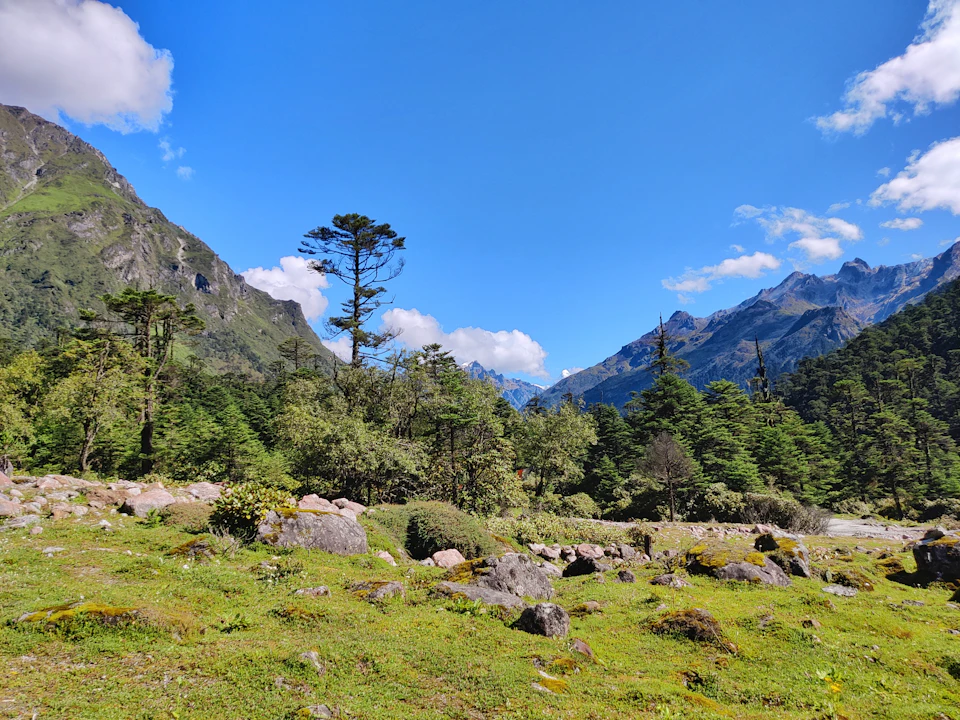 The grassy floor of the Yumthang valley in North Sikkim, firs and snow streaked ridges beyond