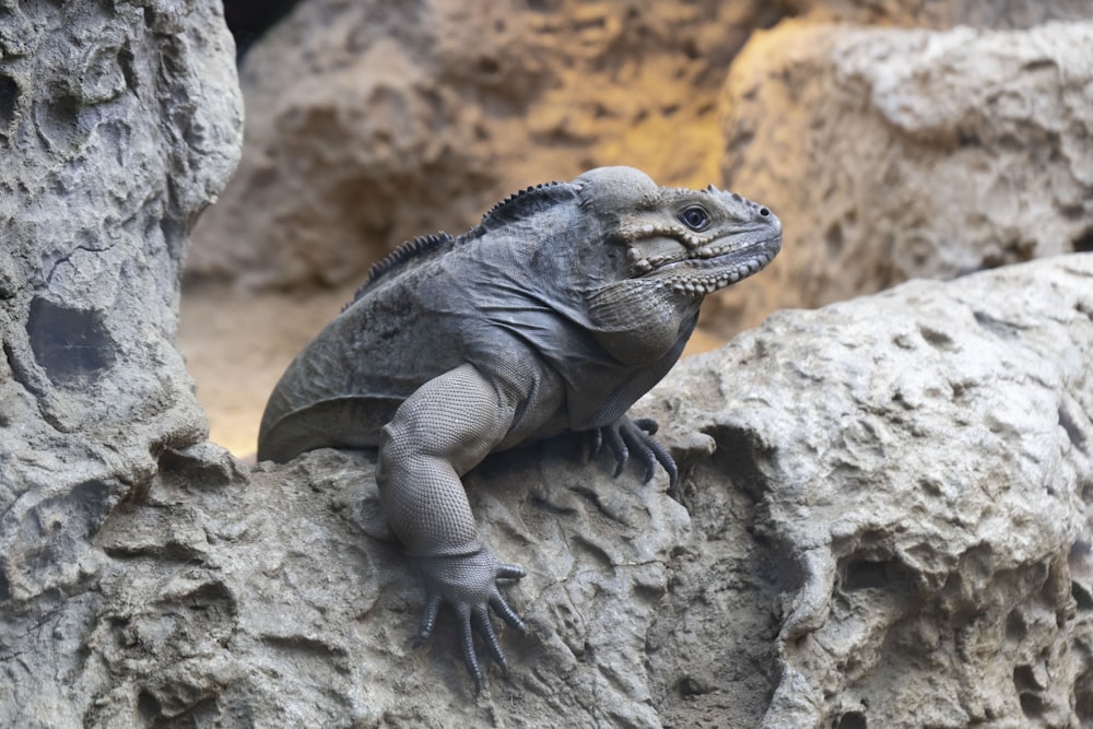 a lizard on a rock