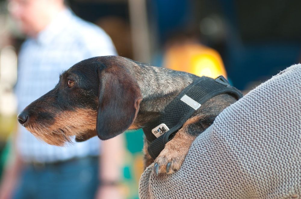 a dog wearing a sweater