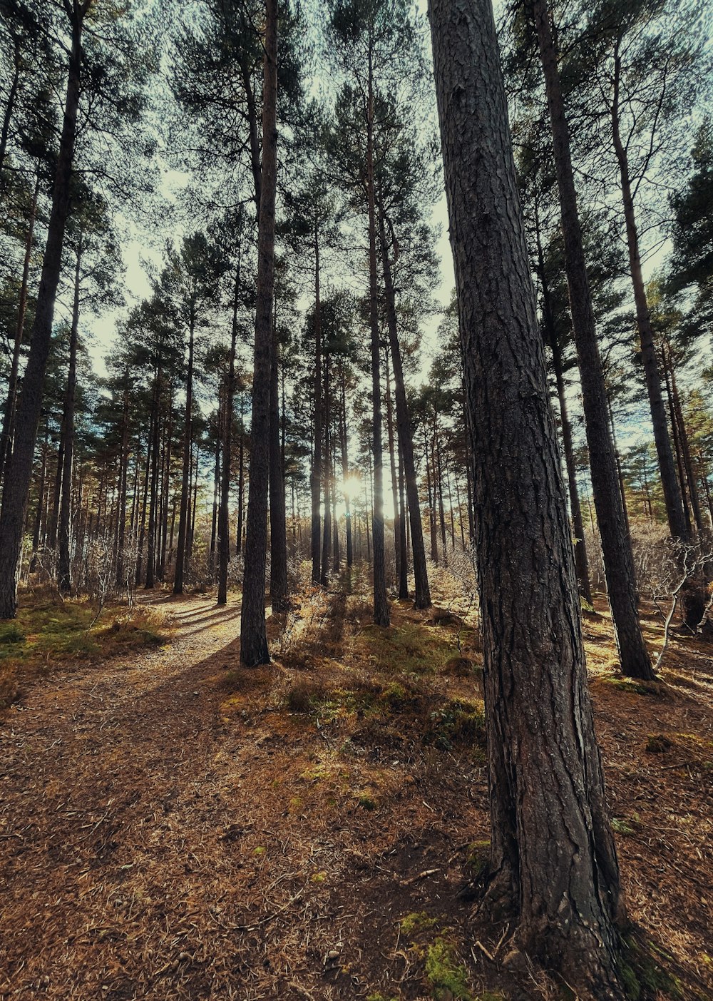 a path through a forest