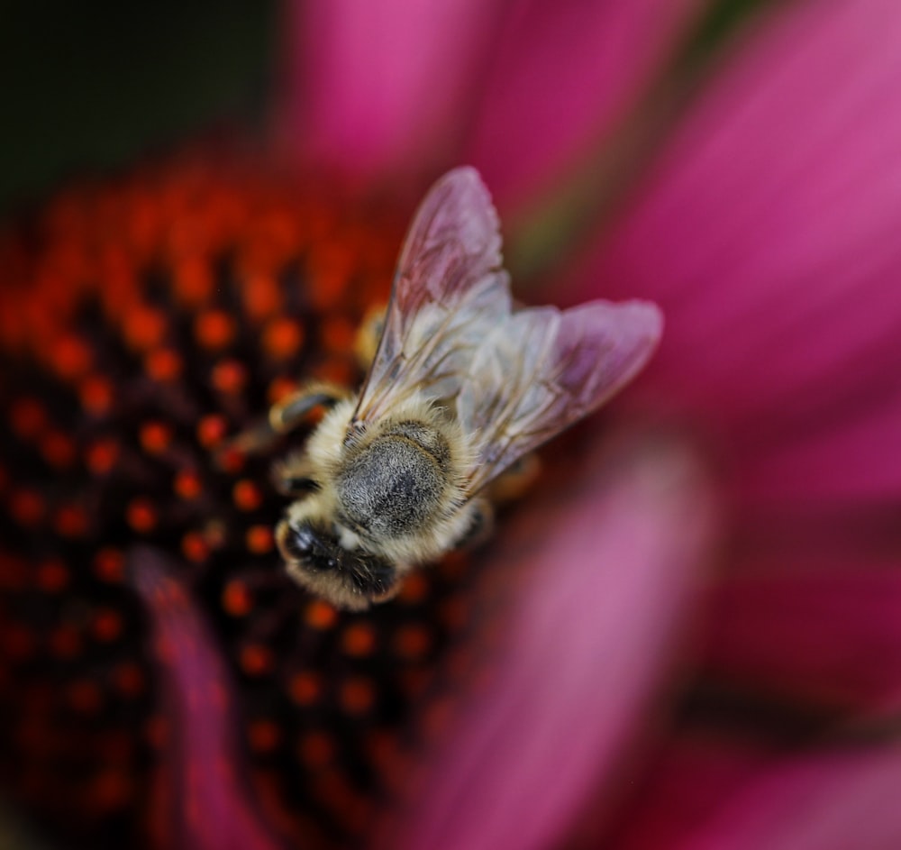 a small animal in a flower