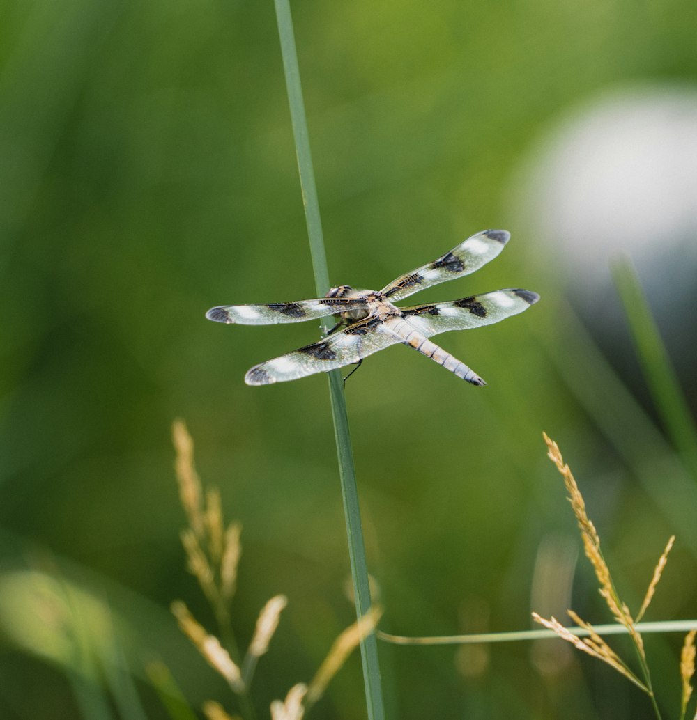 a dragonfly on a plant