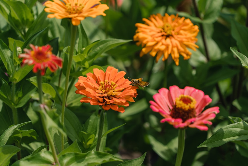 a bee on a flower