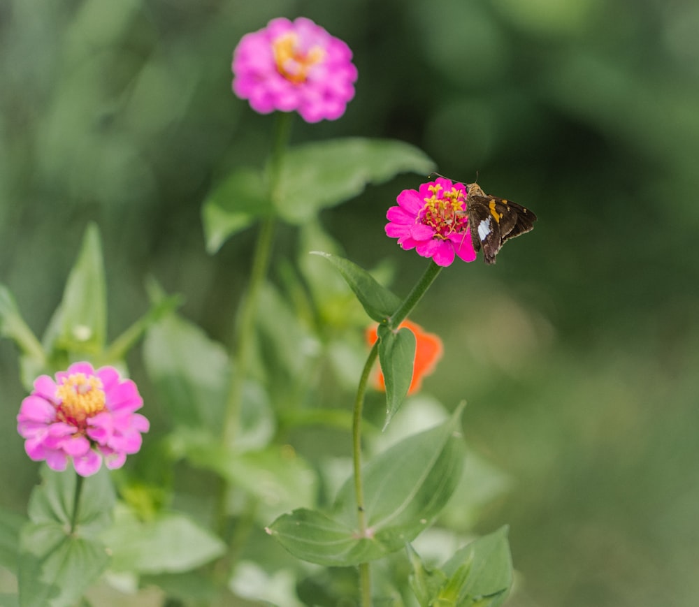 a bee on a flower