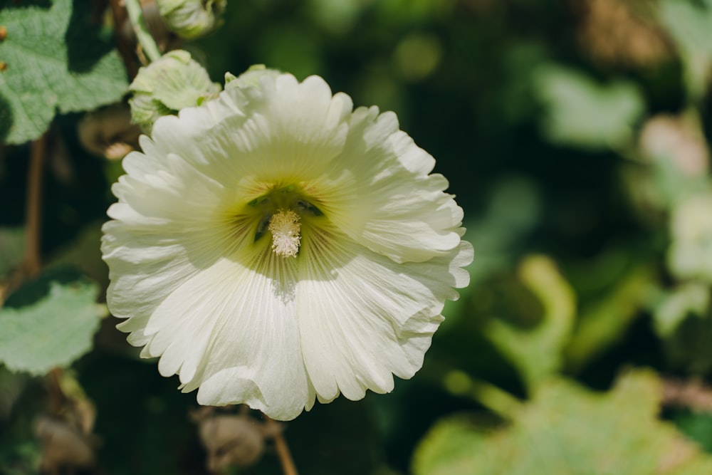 a white flower with green leaves