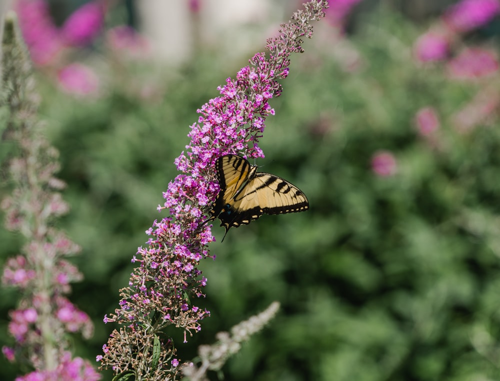 Un papillon sur une fleur